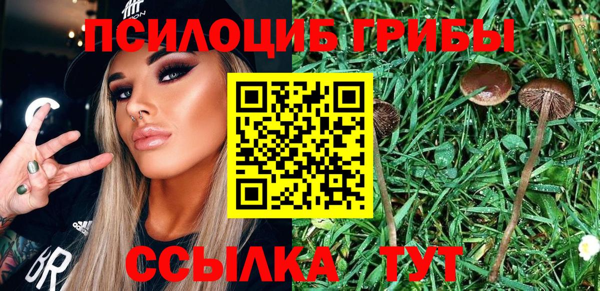 Галлюциногенные грибы Psilocybe Рязань